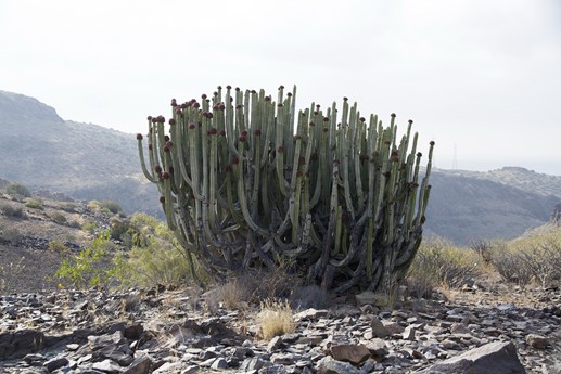 Canarie 2014